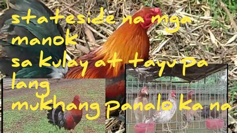 manok panabong farm|Bentahan ng manok panabong By Crystal Water Game Farm.